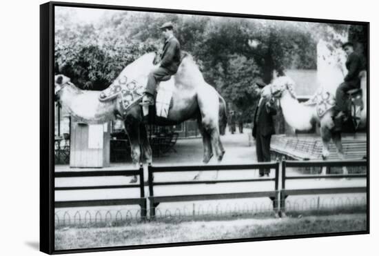 Riding Camels Bedecked for the Peace Day Celebrations, 19th July 1919-Frederick William Bond-Framed Stretched Canvas