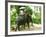 Riding Elephants in the Chalong Highlands, Phuket, Thailand, Southeast Asia, Asia-Nico Tondini-Framed Photographic Print