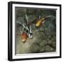 Riding the Light II-Farrell Douglass-Framed Giclee Print