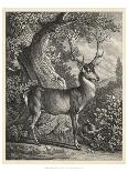 Woodland Deer II-Ridinger-Framed Art Print