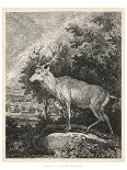 Woodland Deer I-Ridinger-Stretched Canvas