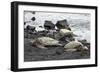 Ridleys Sea Turtles on black sand beach, Big Island, Hawaii-Gayle Harper-Framed Photographic Print