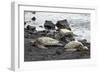 Ridleys Sea Turtles on black sand beach, Big Island, Hawaii-Gayle Harper-Framed Photographic Print