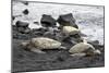 Ridleys Sea Turtles on black sand beach, Big Island, Hawaii-Gayle Harper-Mounted Photographic Print