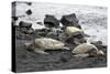 Ridleys Sea Turtles on black sand beach, Big Island, Hawaii-Gayle Harper-Stretched Canvas