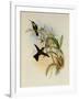 Rieffer's Amazili, Amazilia Riefferi-John Gould-Framed Giclee Print