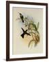 Rieffer's Amazili, Amazilia Riefferi-John Gould-Framed Giclee Print