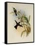 Rieffer's Amazili, Amazilia Riefferi-John Gould-Framed Stretched Canvas