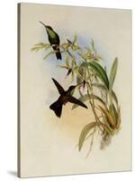 Rieffer's Amazili, Amazilia Riefferi-John Gould-Stretched Canvas