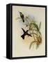 Rieffer's Amazili, Amazilia Riefferi-John Gould-Framed Stretched Canvas