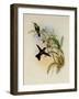 Rieffer's Amazili, Amazilia Riefferi-John Gould-Framed Giclee Print