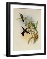 Rieffer's Amazili, Amazilia Riefferi-John Gould-Framed Giclee Print