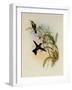 Rieffer's Amazili, Amazilia Riefferi-John Gould-Framed Giclee Print