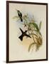 Rieffer's Amazili, Amazilia Riefferi-John Gould-Framed Giclee Print