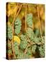 Riesling grapes hanging on vine shoots-Herbert Kehrer-Stretched Canvas