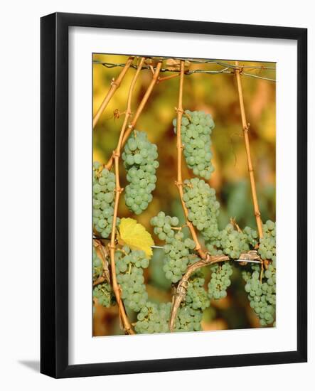 Riesling grapes hanging on vine shoots-Herbert Kehrer-Framed Photographic Print