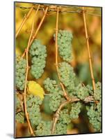 Riesling grapes hanging on vine shoots-Herbert Kehrer-Mounted Photographic Print