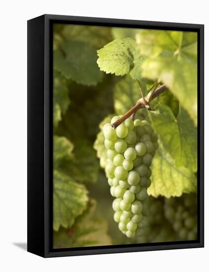 Riesling Grapes on the Vine-Joerg Lehmann-Framed Stretched Canvas