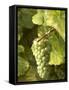 Riesling Grapes on the Vine-Joerg Lehmann-Framed Stretched Canvas