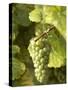 Riesling Grapes on the Vine-Joerg Lehmann-Stretched Canvas