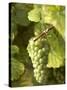 Riesling Grapes on the Vine-Joerg Lehmann-Stretched Canvas