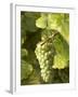 Riesling Grapes on the Vine-Joerg Lehmann-Framed Photographic Print