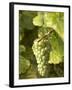 Riesling Grapes on the Vine-Joerg Lehmann-Framed Photographic Print