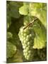 Riesling Grapes on the Vine-Joerg Lehmann-Mounted Photographic Print