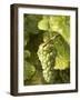 Riesling Grapes on the Vine-Joerg Lehmann-Framed Photographic Print