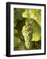 Riesling Grapes on the Vine-Joerg Lehmann-Framed Photographic Print