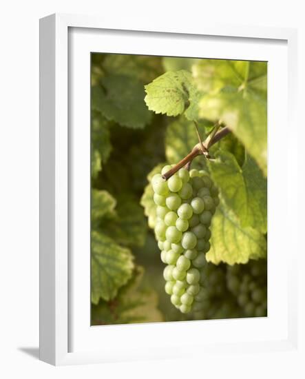 Riesling Grapes on the Vine-Joerg Lehmann-Framed Photographic Print