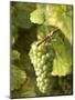 Riesling Grapes on the Vine-Joerg Lehmann-Mounted Photographic Print