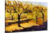 Riesling Vines-Janet Vanderhoof-Stretched Canvas