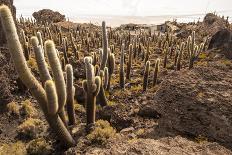 Cactus in Salar De Uyuni-Rigamondis-Framed Photographic Print