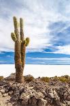 Cacti in Salar De Uyuni-Rigamondis-Framed Stretched Canvas