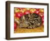 Right-Hand Apple-Cat, 1995-Ditz-Framed Giclee Print