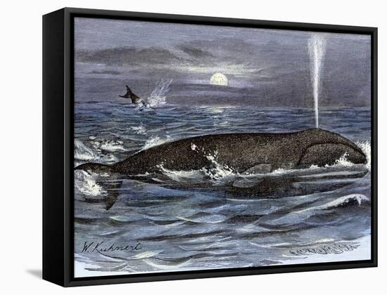 Right Whale Spouting-null-Framed Stretched Canvas