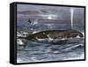 Right Whale Spouting-null-Framed Stretched Canvas