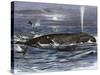 Right Whale Spouting-null-Stretched Canvas