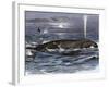 Right Whale Spouting-null-Framed Giclee Print