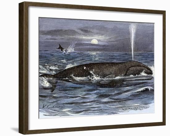 Right Whale Spouting-null-Framed Giclee Print