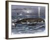 Right Whale Spouting-null-Framed Giclee Print