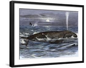 Right Whale Spouting-null-Framed Giclee Print