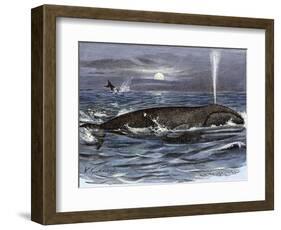 Right Whale Spouting-null-Framed Giclee Print