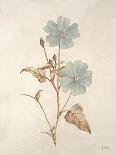 Botanicals Series Blue I-Rikki Drotar-Giclee Print