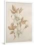 Gramercy White