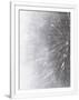 Gramercy White