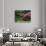 Rikugin Garden, Tokyo, Japan-null-Photographic Print displayed on a wall