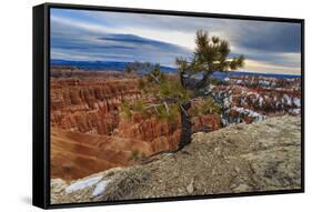 Rim Tree and Hoodoos with a Cloudy Winter's Sunrise-Eleanor Scriven-Framed Stretched Canvas