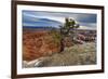 Rim Tree and Hoodoos with a Cloudy Winter's Sunrise-Eleanor Scriven-Framed Photographic Print